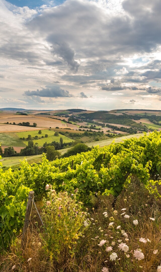 | © Rheinhessen Tourismus e.V. | © Rheinhessen Tourismus e.V.